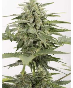 Industrial Plant Auto CBD — Dinafem