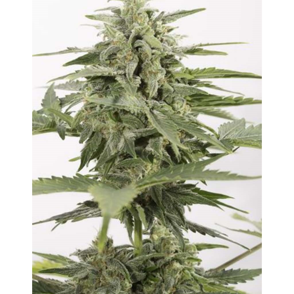 Industrial Plant Auto CBD — Dinafem