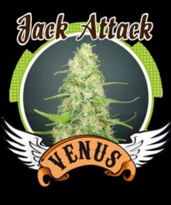 Jack Attack Fem. — Venus Genetics