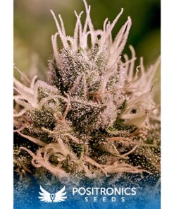 Jack Diesel Auto — Positronics