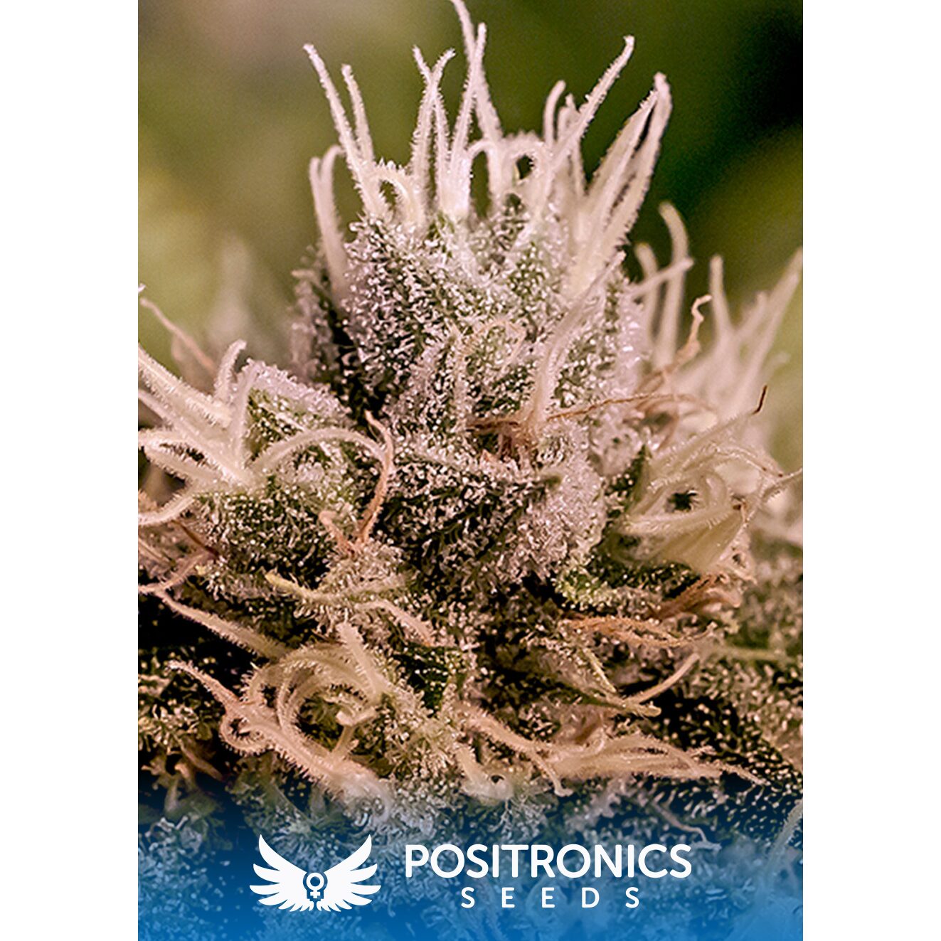 Jack Diesel Auto — Positronics