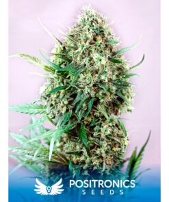 Jack Diesel Fem — Positronics