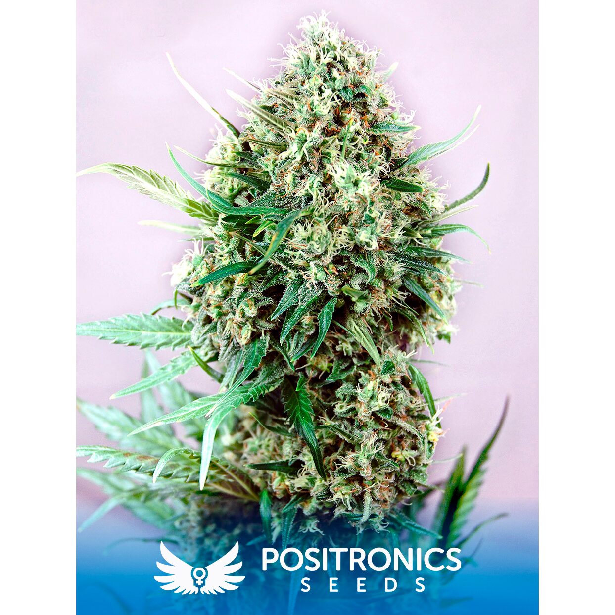 Jack Diesel Fem — Positronics