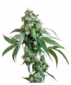 Jack Flash 5 Fem — Sensi Seeds