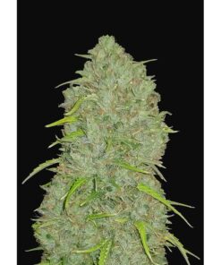 Jack Herer Auto — FastBuds Seeds