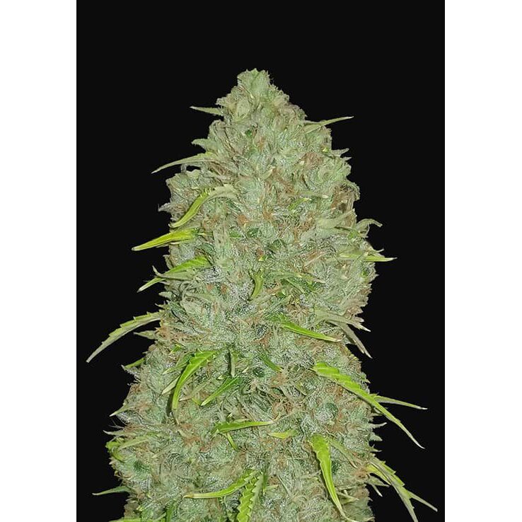 Jack Herer Auto — FastBuds Seeds
