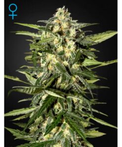 Jack Herer Auto — Green House