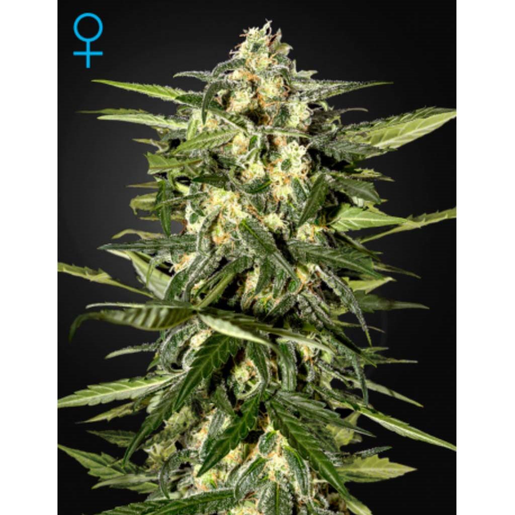 Jack Herer Auto — Green House