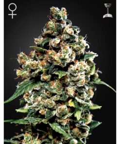 Jack Herer Fem — Green House