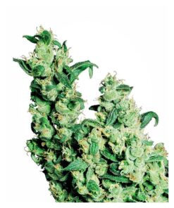 Jack Herer Fem. — Sensi Seeds