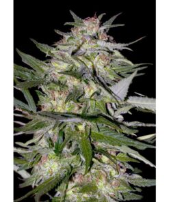 Jack Plant Fem — Advanced Seeds