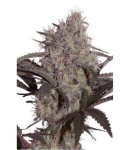 Jack Widow 5Und Fem. — Seedmakers