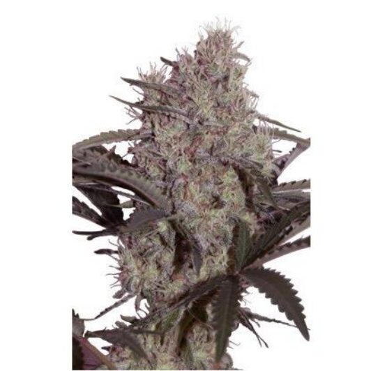 Jack Widow 5Und Fem. — Seedmakers Jack Widow 5Und Fem. — Seedmakers