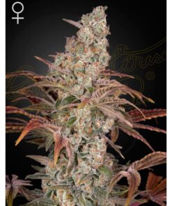 Jack's Dream Fem. — Green House