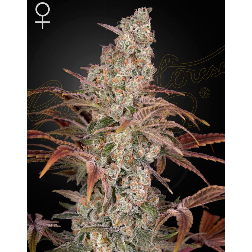 Jack's Dream Fem. — Green House