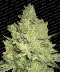 Jacky White Fem. — Paradise Seeds