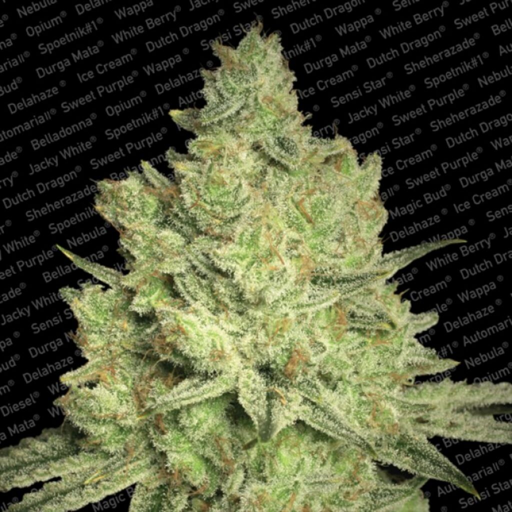 Jacky White Fem. — Paradise Seeds