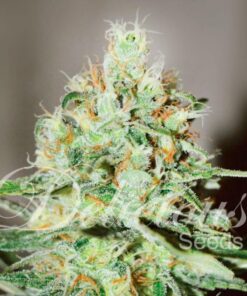 Jagg Kush Fem — Delicious Seeds
