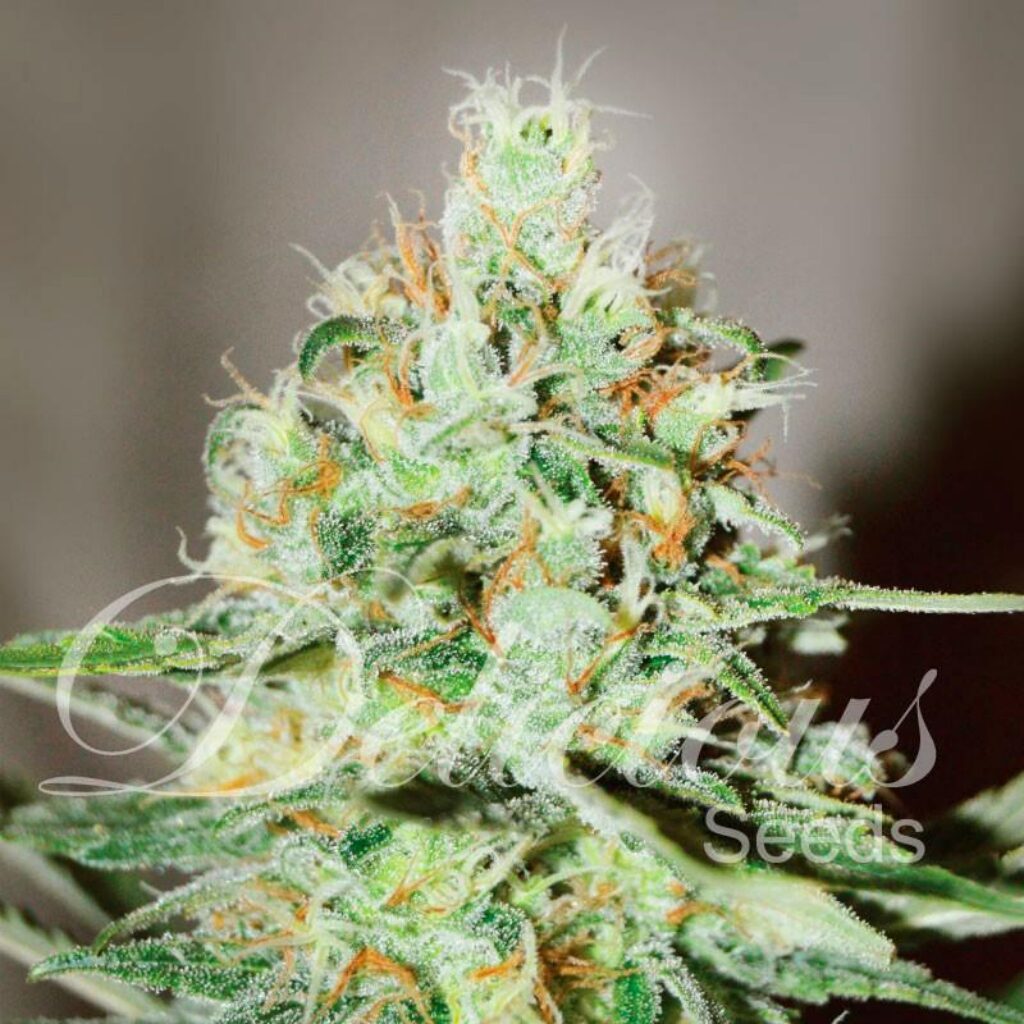 Jagg Kush Fem — Delicious Seeds