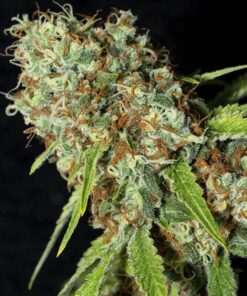 Jamaican Dream CBD Fem — Eva Seeds