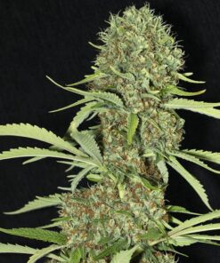 Jamaican Dream Fem — Eva Seeds