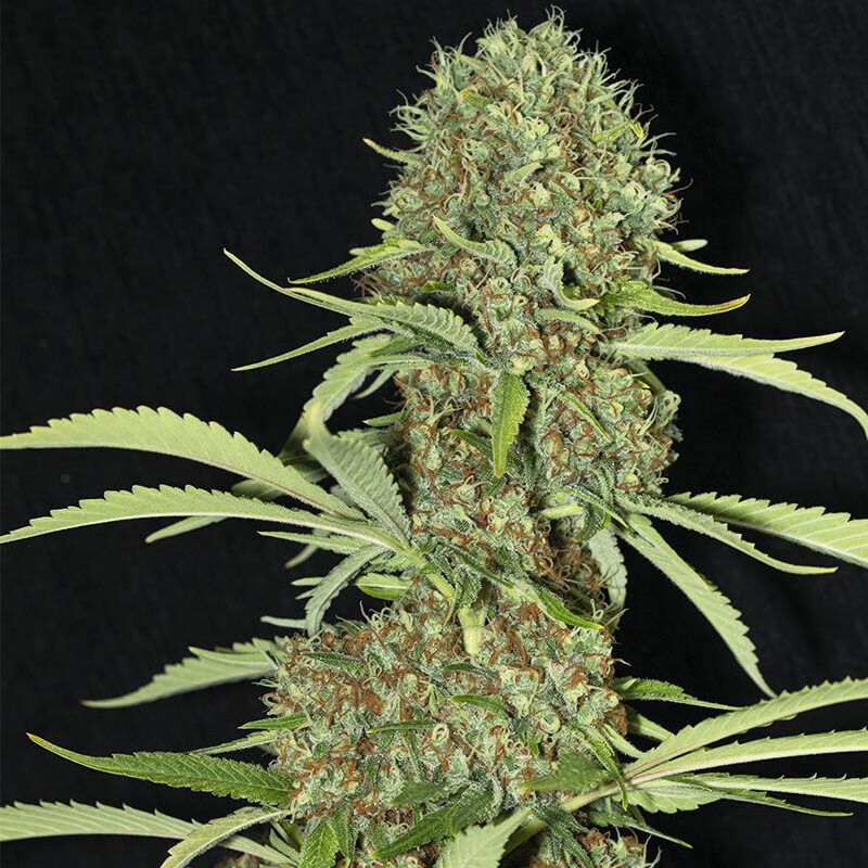 Jamaican Dream Fem — Eva Seeds