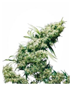Jamaican Pearl Fem — Sensi Seeds