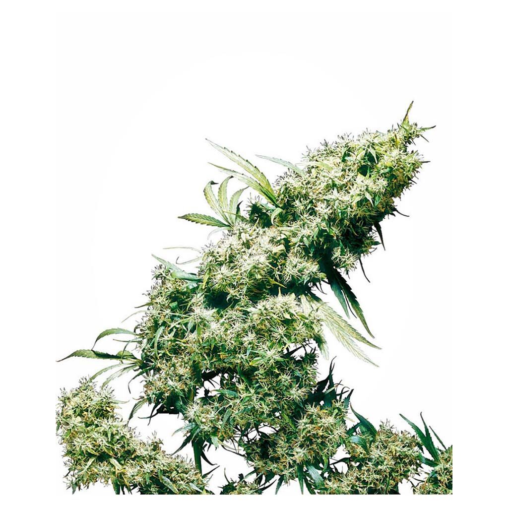 Jamaican Pearl Fem — Sensi Seeds