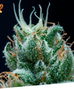 Jamaican Shark Fem — Exclusive Seeds