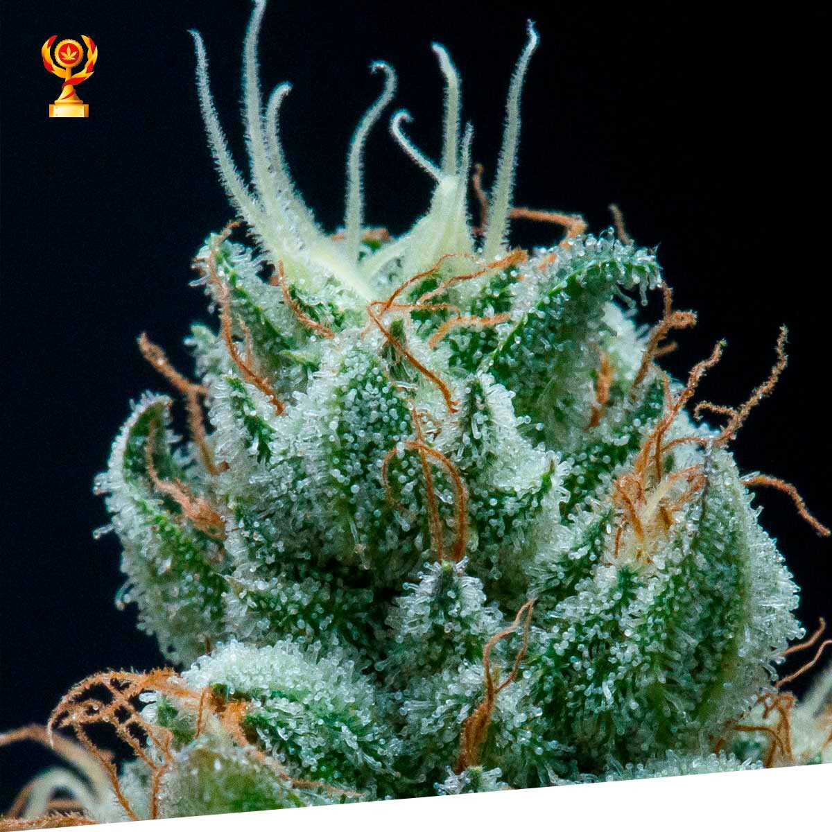 Jamaican Shark Fem — Exclusive Seeds