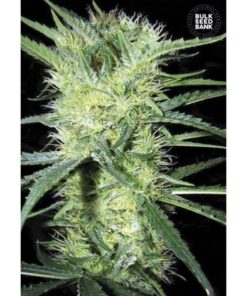 K2 Fem — Bulk Seeds
