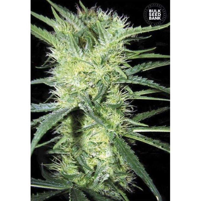 K2 Fem — Bulk Seeds