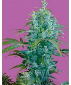 Kabala Auto — Seeds of Life