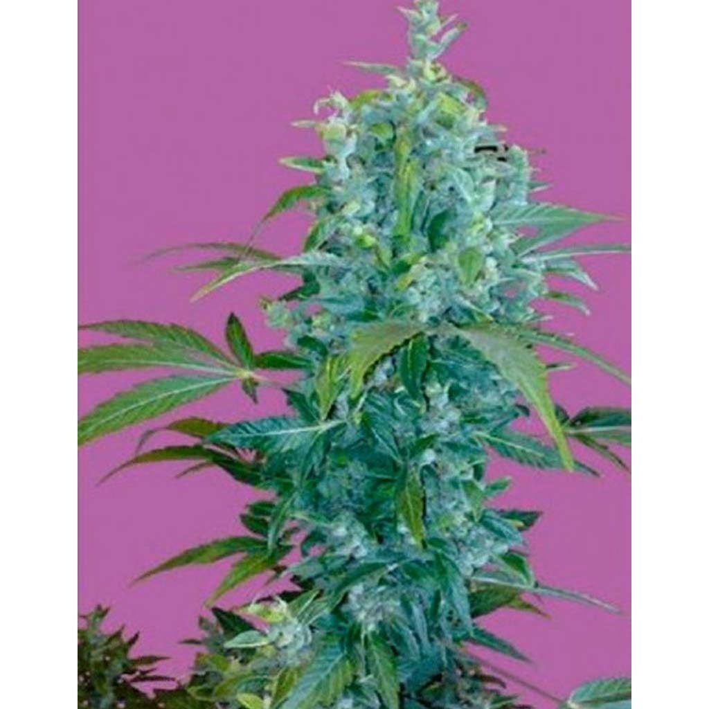 Kabala Auto — Seeds of Life