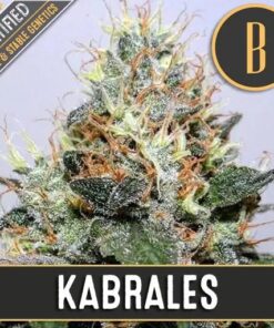 Kabrales Fem — Blimburn Seeds
