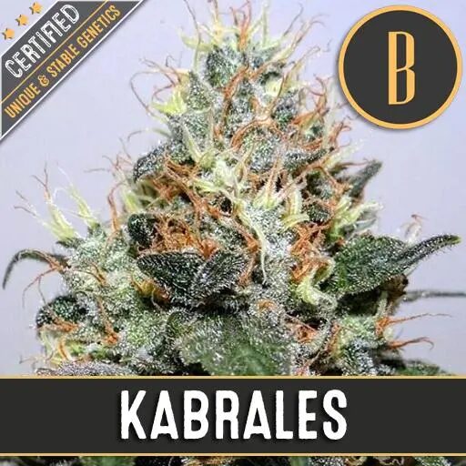 Kabrales Fem — Blimburn Seeds