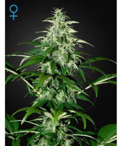 Kalashnikova Auto — Green House