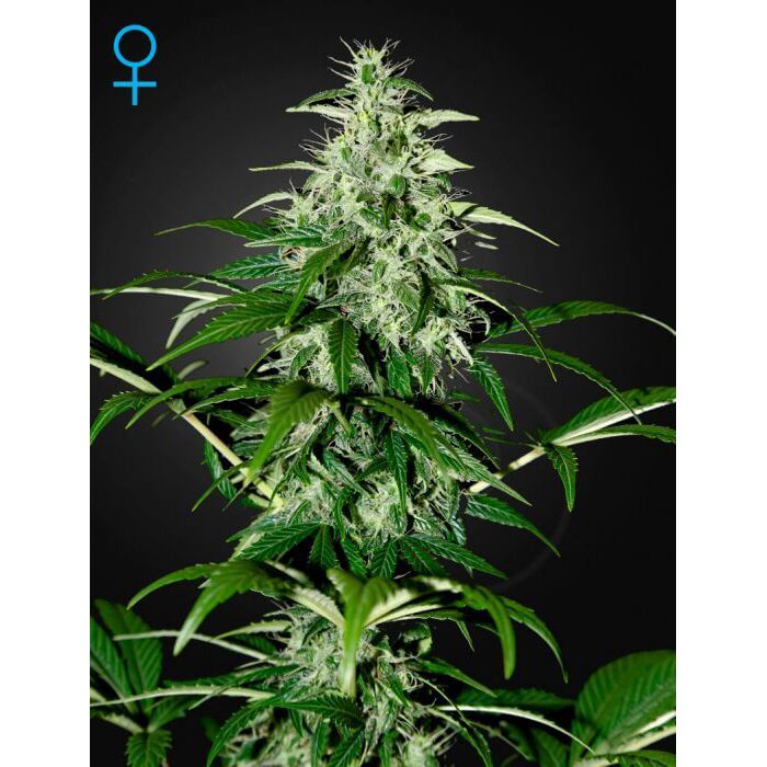 Kalashnikova Auto — Green House