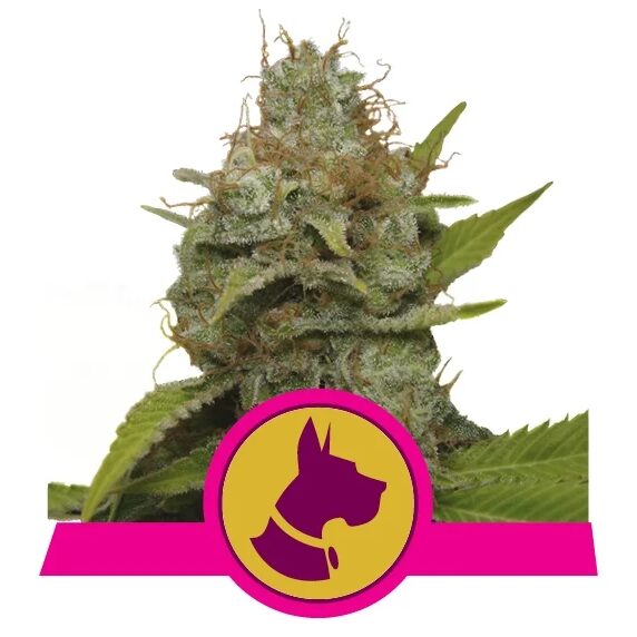 Kali Dog Fem — Royal Queen