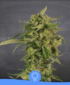 Kame Kush Auto — La Semilla Automática