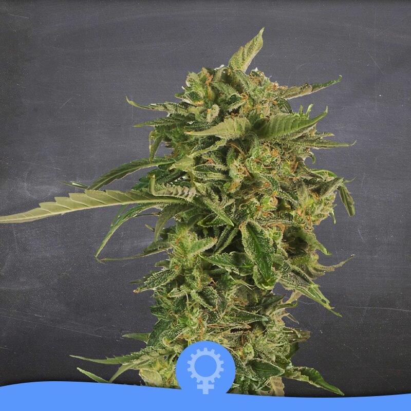 Kame Kush Auto — La Semilla Automática