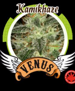 Kamikhaze Fem. — Venus Genetics