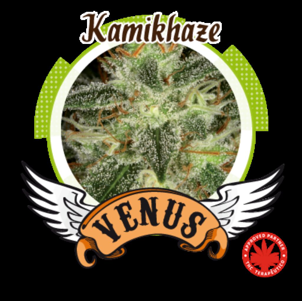 Kamikhaze Fem. — Venus Genetics