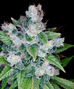 Kandy Kush Fem. — Dna Genetics