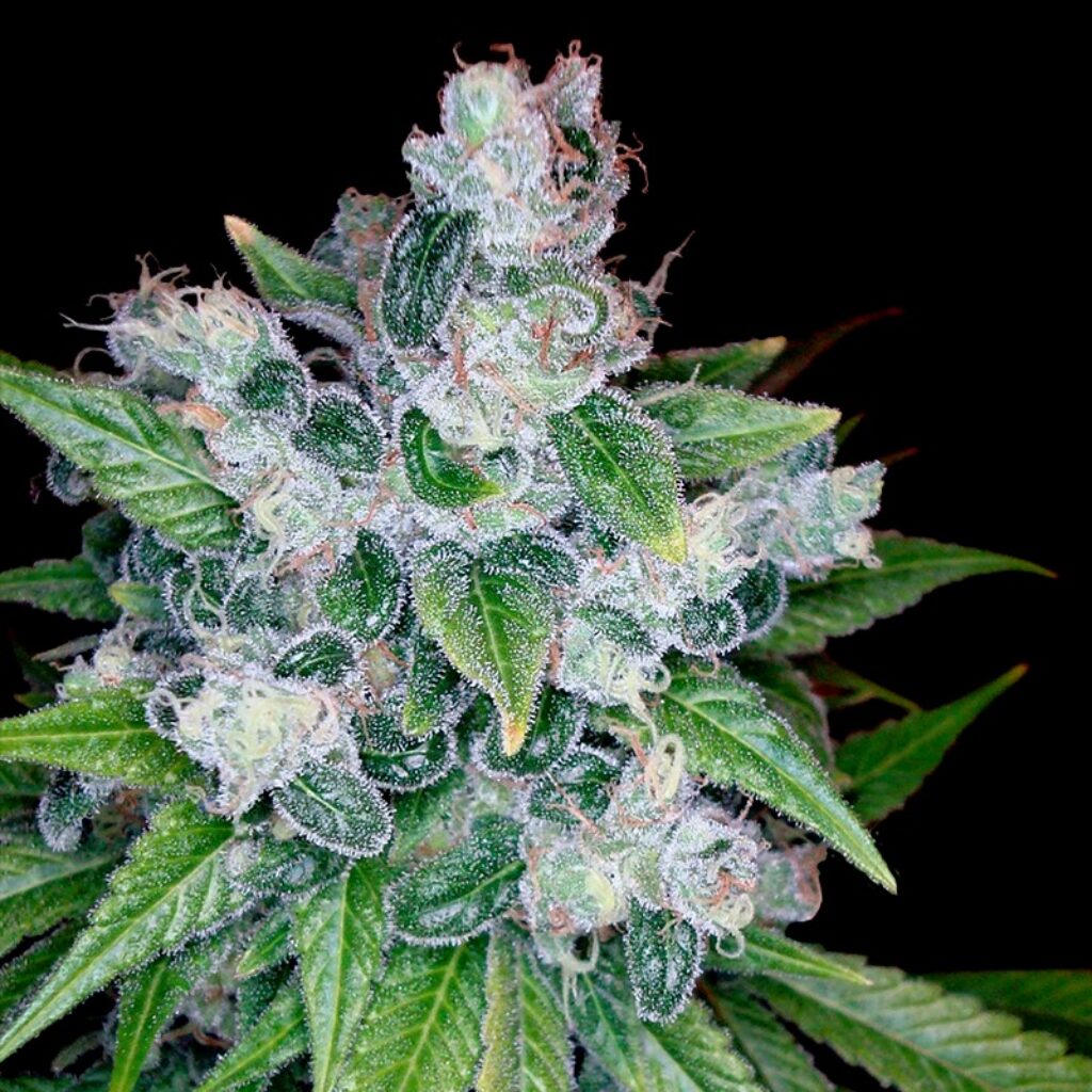 Kandy Kush Fem. — Dna Genetics