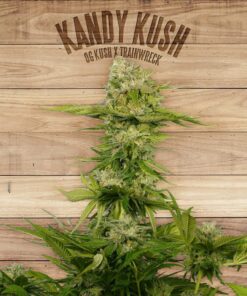 Kandy Kush — The Plant