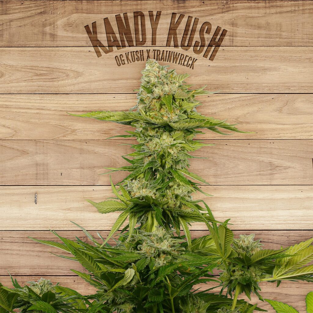 Kandy Kush — The Plant