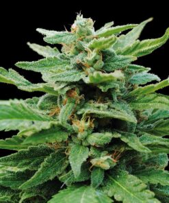 Karibbean Mango Fem — Kannabia Seeds