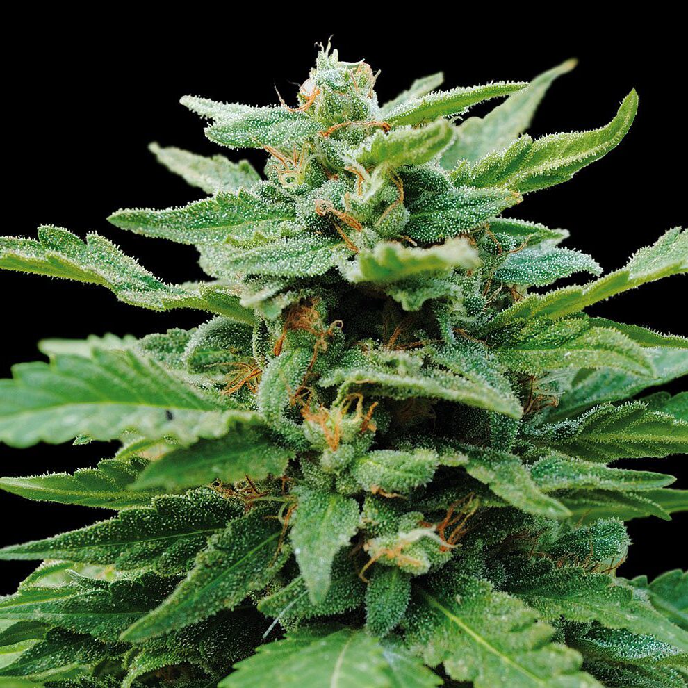 Karibbean Mango Fem — Kannabia Seeds