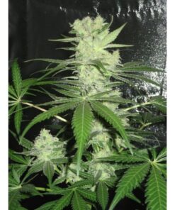 King Kong Fem. — Dr Underground
